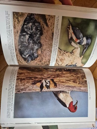 National Geographic magazines x 400 from early 20th century to 2009