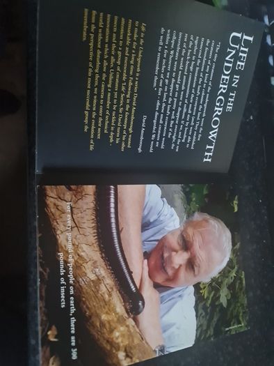 Life in the Undergrowth DVD