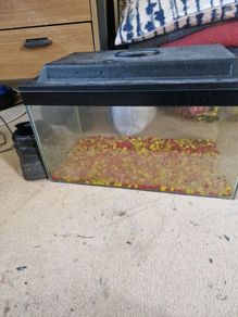 Fish Tank