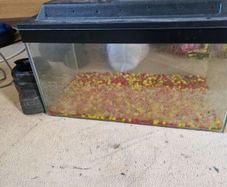 Fish Tank