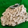 Vintage Fossilised Coral  Ashtray Image 4