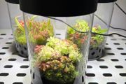 Aqua-Art VivoVerde Microterrarium with insectivorous plants 2L - ver1