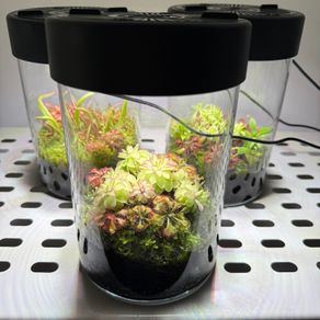 Aqua-Art VivoVerde Microterrarium with insectivorous plants 2L - ver1