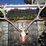 Antlers Image 2