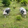 Kune Kune pigs Image 7