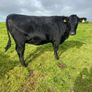 Incalf heifers Image 4