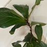 Mature Ficus Lyrata - Fiddle Leaf Fig Tree Image 2