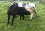 Livestock