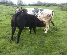 Livestock