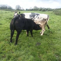Livestock