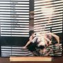 Siouxsie and the Banshees - Kaleidoscope (First Press) Image 8