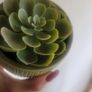 Artificial Plants in Ceramic Pots x3 Image 6