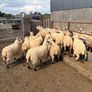 Smashing pb nr Kerry hill ram Image 7