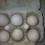 bantam hatching eggs Image 2