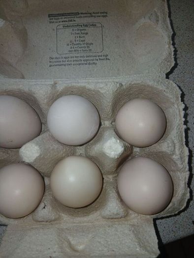 bantam hatching eggs