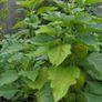 Mint plant Image 7