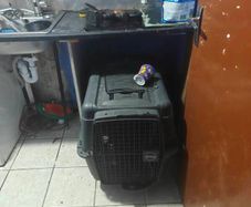 Large AniOne Hard-Shell Dog Crate / Travel Carrier (Size L)