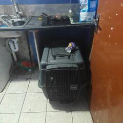Large AniOne Hard-Shell Dog Crate / Travel Carrier (Size L)