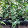 Portuguese Laurel Image 2