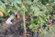 Star jasmine