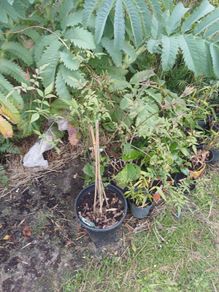 Star jasmine