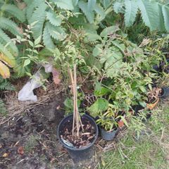 Star jasmine