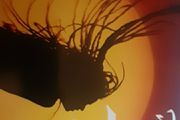 record rhythm of the sun