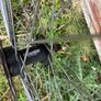 Disc Wheelset Image 2