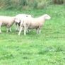 Lleyn Rams Image 7
