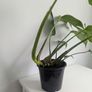 Monstera Burle Marxx flame Plant Image 4