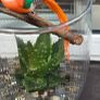succulents Image 2