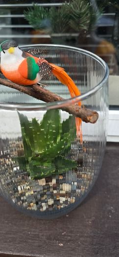 succulents