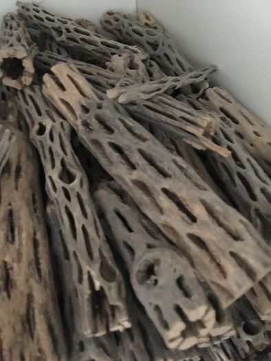 Pieces Cholla Cactus Wood 6"/Chinchilla Chews, shrimps, fishtank