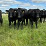 Angus bullocks Image 7