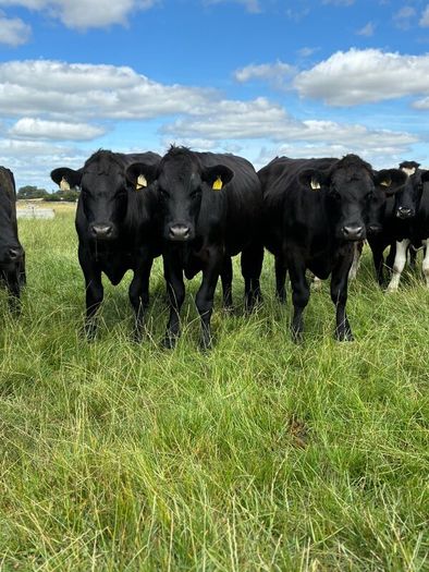 Angus bullocks