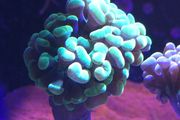 Hammer Coral Frag