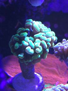 Hammer Coral Frag