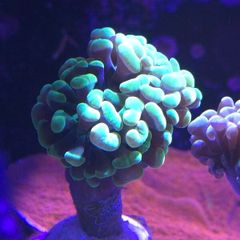Hammer Coral Frag