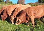Top Quality Pedigree Registered Limousin Bulls