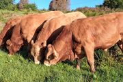Top Quality Pedigree Registered Limousin Bulls