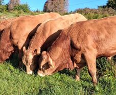 Top Quality Pedigree Registered Limousin Bulls