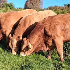 Top Quality Pedigree Registered Limousin Bulls