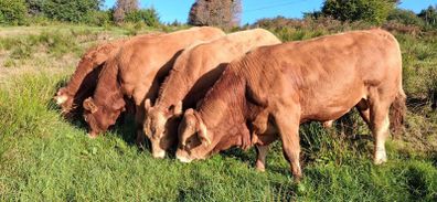 Top Quality Pedigree Registered Limousin Bulls