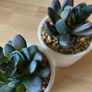 ShabbyChic Set of 2Brand new Shades and set of 2 free plants with purchase Image 3
