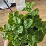 Decorative Plants Image 3