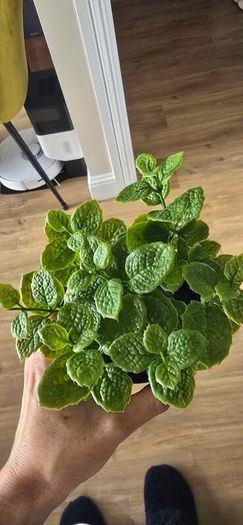 Decorative Plants