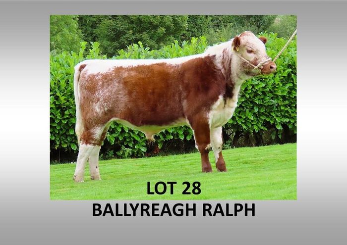 Pedigree Irish Moiled Online Timed Auction