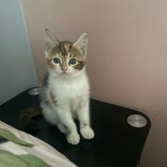 kittens