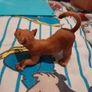 Papo lion cubs, retired, rare Image 5