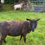 9. Young x bred sheep and 3 ram lambs Image 8